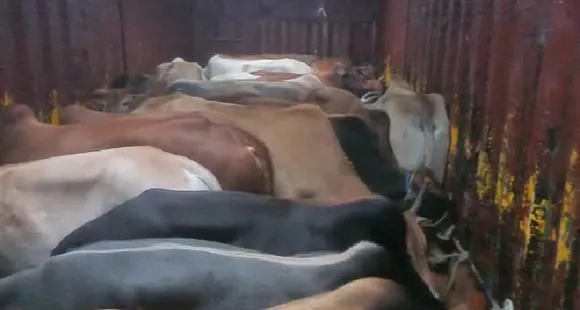 Assam Police Rescue 23 Cattle Heads From Truck In Nagaon