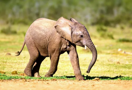 Assam: Elephant Calf Found Dead Near Kaziranga