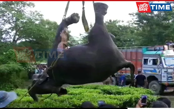 Assam: Injured Tusker Rescued After Train Hit Herd In Titabor