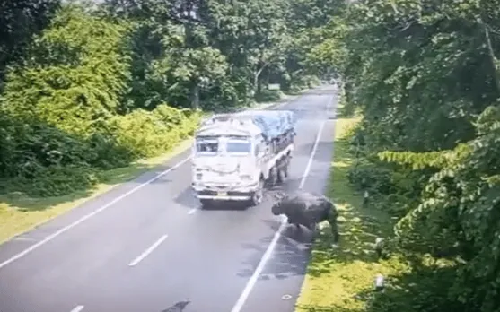 Assam CM Condemns Haldibari Incident Where Truck Hit Rhino