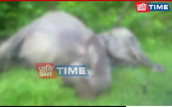 Assam: Wild Tusker Electrocuted to Death in Nagaon