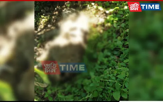 Carcass of Leopard Found at Tea Estate in Assam’s Dibrugarh
