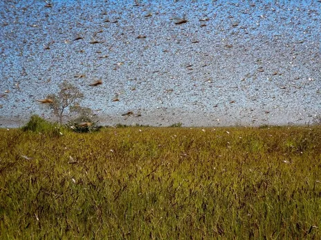 India Free from Swarms of Locusts: Survey