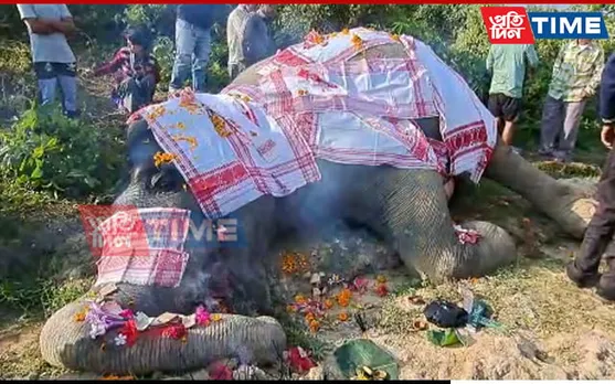 Assam: Tusker Hit By Speeding Train In Palashbari, Dies