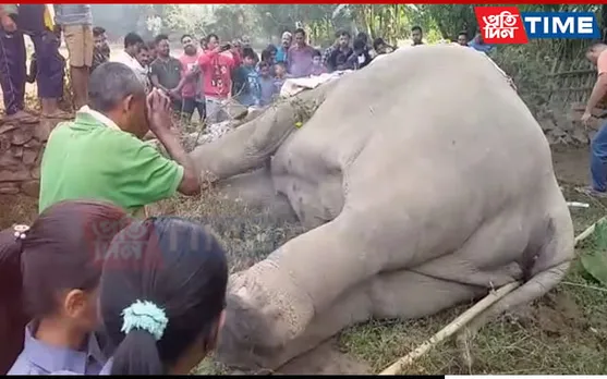Assam: Jumbo Found Dead at Palashbari