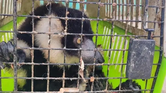 Three Exotic Animals Seized from Assam-Mizoram Border