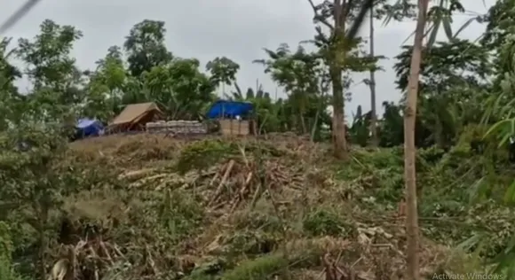 Mizos Cut Down Trees on Assam's Soil at Border