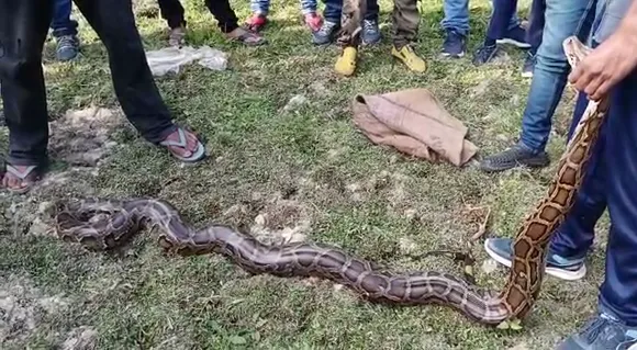 Assam: 7-Foot-Long Python Rescued, Released Into The Wild