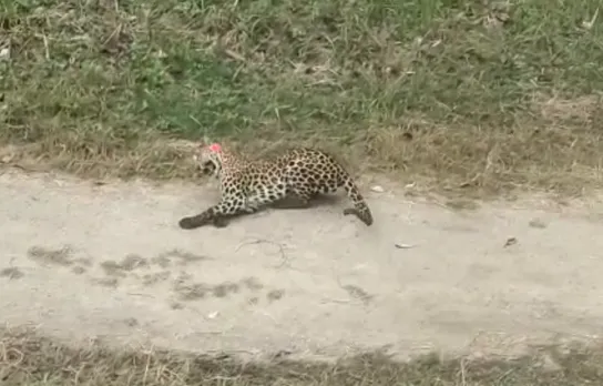 Leopard Tranquilized After 24 Hours in Assam’s Jorhat