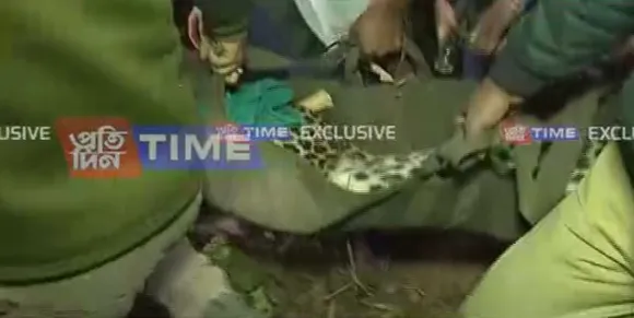 Leopard Attacks Guwahati Man in Ganeshpara