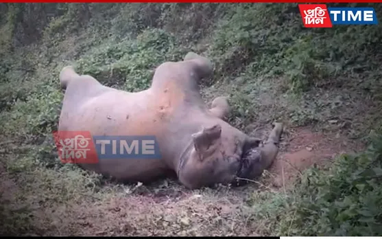 Assam: Elephant Carcass Found With Bullet Injury; Tusk Missing