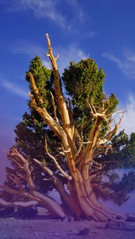 The World's 10 Oldest Living Trees - 9550 Years Old