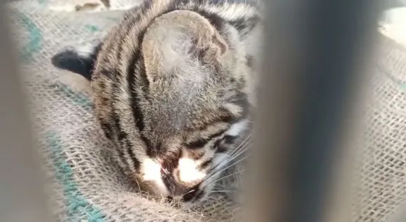 Leopard Cub Rescued in Guwahati