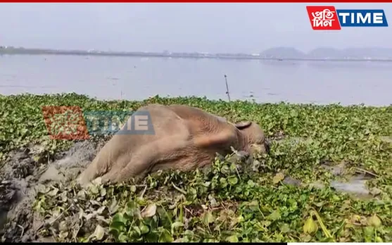 Jumbo Found Dead at Deepor Beel In Guwahati