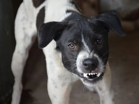 Stray Dog Beaten To Death After It Bites Over 80 People In Bihar