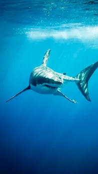 10 Most Dangerous Fish in the Ocean