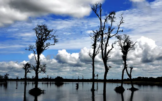 Ensure Conservation Of Dibru Saikhowa NP: Gauhati HC