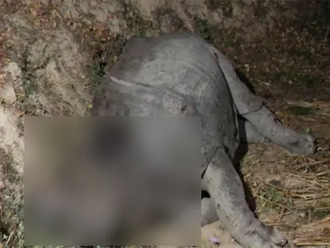 Rhino Found Dead In Assam's Golaghat