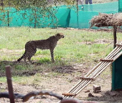 12 South African Cheetahs to Arrive in India on Feb 18
