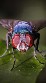 10 Animals With The Shortest Lifespans