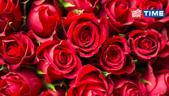 Rose Day 2023: See Date, Wishes, Quotes, Greetings, Valentine's Week 2023