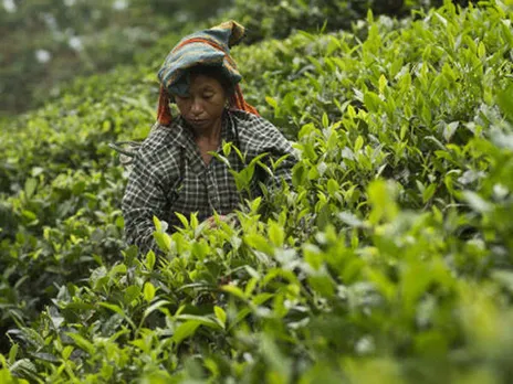 Assam: SC Orders To Clear Rs 650 Cr Dues To Workers Of 25 Tea Gardens
