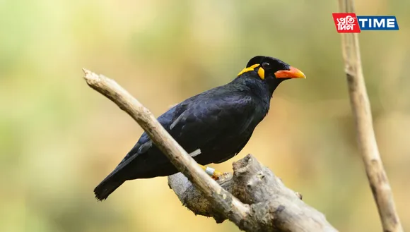 State Symbols of Meghalaya