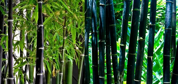 60 Lakhs Bamboo Nurseries to be Set Up in Assam