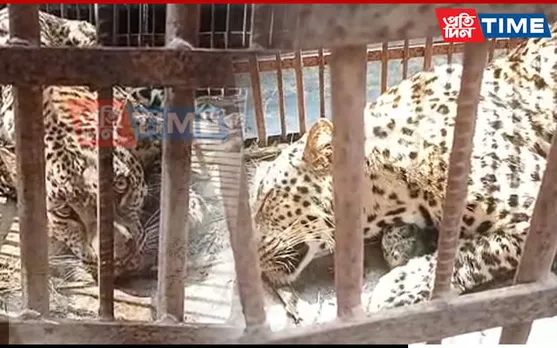 Leopard Caged In Assam's Jorhat