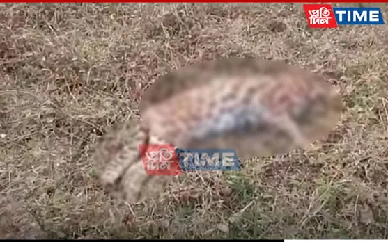 Assam: Leopard Found Dead In Mariani