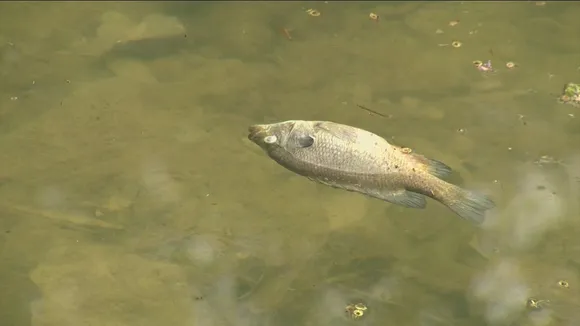 Meghalaya: Mass Fish Death at Tributary Of Umium Lake