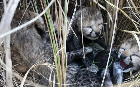 Cheetah Translocated from Namibia to India Gives Birth to Four Cubs