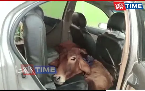 Assam: 5 Cattle Recovered from Luxury Vehicle in Dhubri