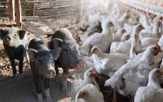 Ban Imposed on Entry of Pigs & Poultry to Assam from Other States 