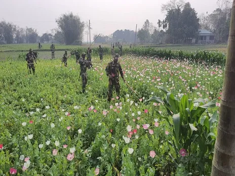 BSF Destroys Illegal Poppy Cultivation at Indo-Bangladesh Border