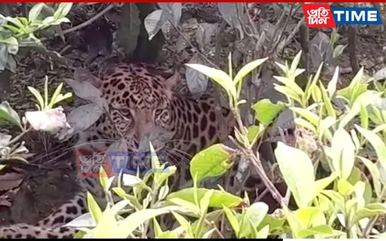 Assam: Injured Leopard Spotted in Doom Dooma, Fear Grips Tea Workers