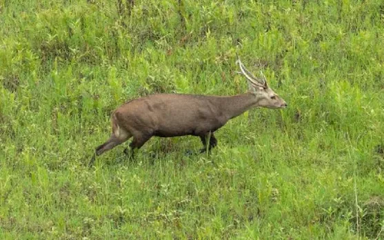 Manipur: Two Hog Deer Carcasses Found in Loktak Lake