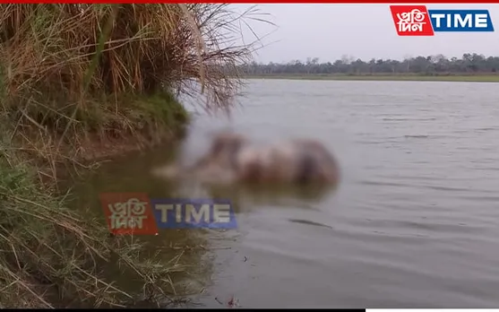 Assam: Kaziranga Reports Year's 1st Rhino Poaching Case