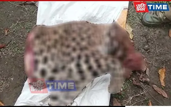 Mob Chops Off Leopard in Assam's Golaghat