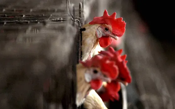 WHO confirms Another Human Bird Flu Case in Chinese Woman