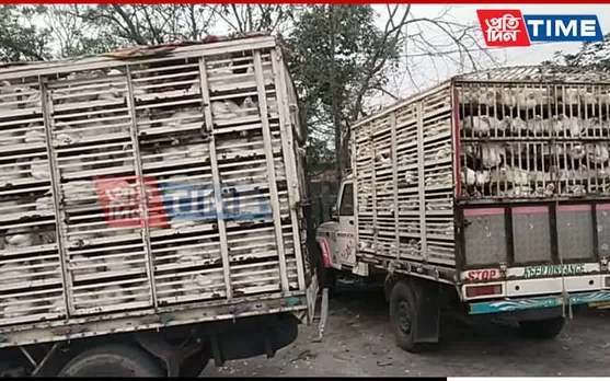 Assam: Vans Smuggling Broilers Seized in Srirampur