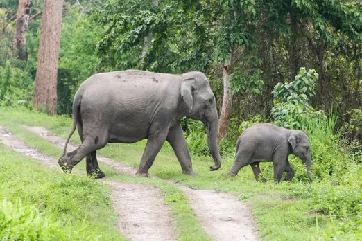 Gauhati HC Directs Forest Dept to File Report on Amchang Wildlife Sanctuary’s Border Issue
