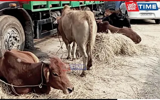 Guwahati: 44 Illegally Transported Cattle Recovered from Jorabat