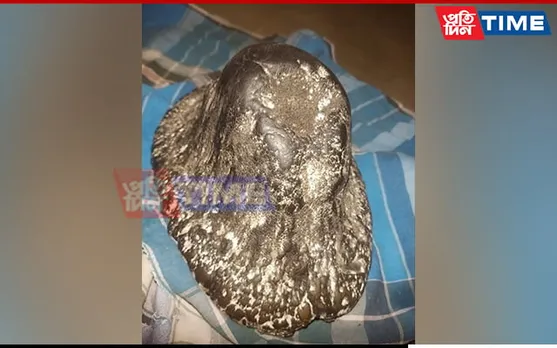 Rhino Horn Seized in Assam’s Nagaon, Poacher Flees from Spot