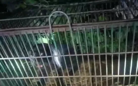 Assam: Black Panther Causing Nuisance Caged in Dibrugarh