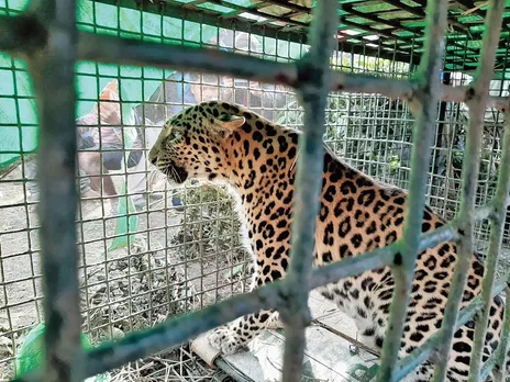 Stray Leopard Caged In Tinsukia’s Pengri