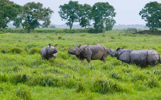 Assam Forest Department Accused of Rhino Census Data Manipulation 