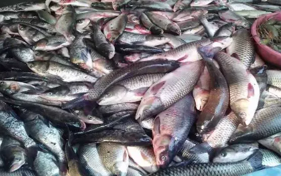 Fish Prices in Assam Shoot Up | Check Rates Here