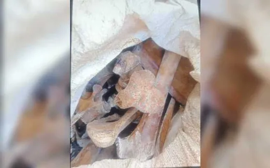 Assam: 3 Poachers Arrested in Barpeta, Tiger Skins & Bones Recovered