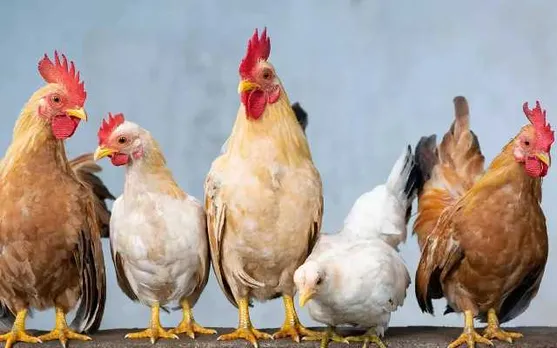 Assam Police Seize Vehicles Loaded With Broiler in Gossaigaon